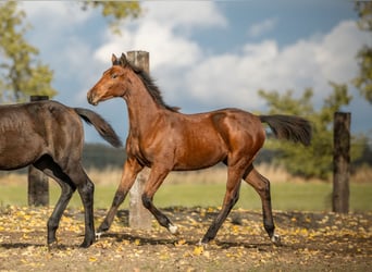 Zangersheide, Merrie, 2 Jaar, Donkerbruin