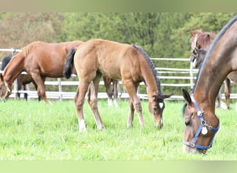 Zangersheide, Merrie, 2 Jaar