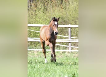 Zangersheide, Merrie, 2 Jaar