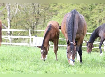 Zangersheide, Merrie, 2 Jaar