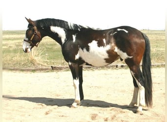 Zangersheide, Merrie, 3 Jaar, 135 cm, Dunalino