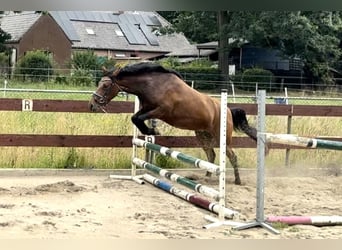 Zangersheide, Merrie, 3 Jaar, 147 cm, Bruin