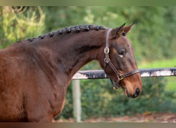 Zangersheide, Merrie, 3 Jaar, 155 cm, Bruin