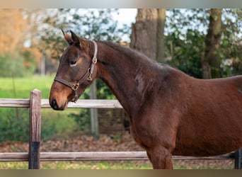 Zangersheide, Merrie, 3 Jaar, 155 cm, Bruin