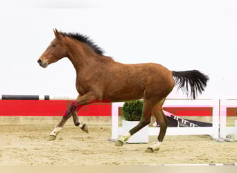 Zangersheide, Merrie, 3 Jaar, 155 cm, Bruin