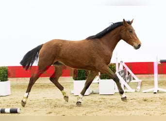Zangersheide, Merrie, 3 Jaar, 155 cm, Bruin