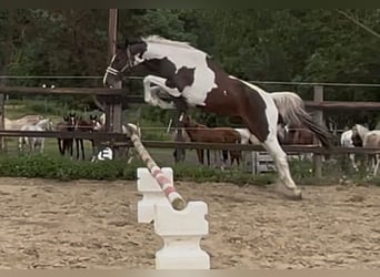 Zangersheide, Merrie, 3 Jaar, 157 cm, Gevlekt-paard