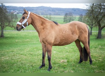 Zangersheide, Merrie, 3 Jaar, 158 cm, Falbe