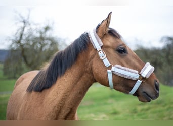 Zangersheide, Merrie, 3 Jaar, 158 cm, Falbe