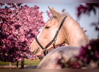 Zangersheide, Merrie, 3 Jaar, 158 cm, Palomino