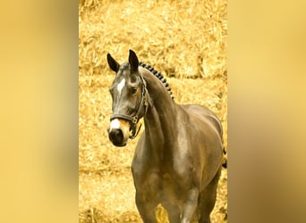 Zangersheide, Merrie, 3 Jaar, 160 cm, Bruin