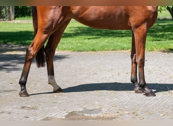 Zangersheide, Merrie, 3 Jaar, 160 cm, Bruin
