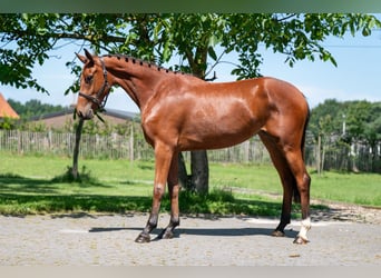 Zangersheide, Merrie, 3 Jaar, 160 cm, Bruin