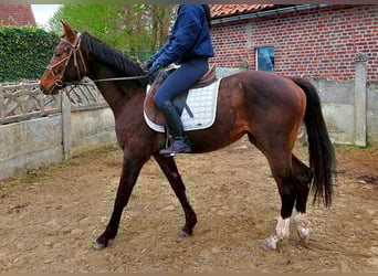 Zangersheide, Merrie, 3 Jaar, 160 cm, Bruin
