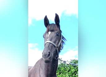 Zangersheide, Merrie, 3 Jaar, 160 cm, Donkerbruin