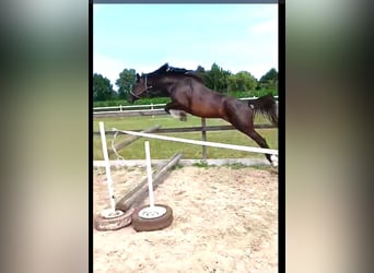 Zangersheide, Merrie, 3 Jaar, 160 cm, Donkerbruin