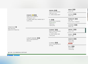 Zangersheide, Merrie, 3 Jaar, 160 cm, Schimmel