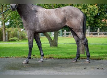 Zangersheide, Merrie, 3 Jaar, 160 cm, Schimmel