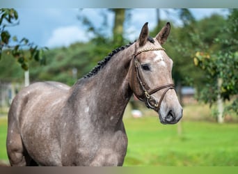 Zangersheide, Merrie, 3 Jaar, 160 cm, Schimmel