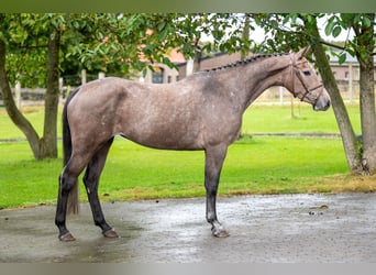 Zangersheide, Merrie, 3 Jaar, 160 cm, Schimmel