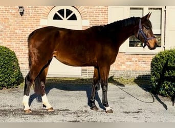 Zangersheide, Merrie, 3 Jaar, 161 cm, Bruin