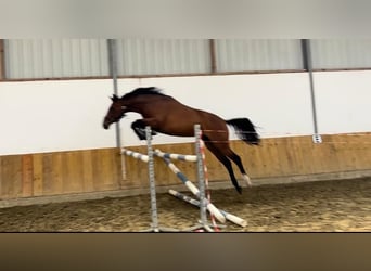 Zangersheide, Merrie, 3 Jaar, 161 cm, Donkerbruin