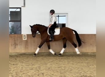 Zangersheide, Merrie, 3 Jaar, 161 cm, Donkerbruin