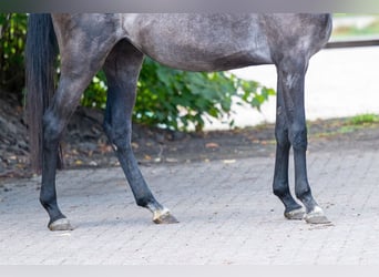 Zangersheide, Merrie, 3 Jaar, 161 cm, Schimmel