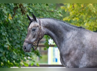 Zangersheide, Merrie, 3 Jaar, 161 cm, Schimmel