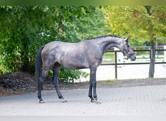 Zangersheide, Merrie, 3 Jaar, 161 cm, Schimmel