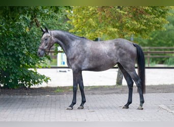 Zangersheide, Merrie, 3 Jaar, 161 cm, Schimmel