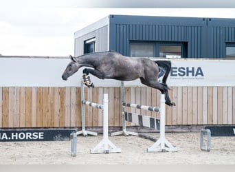 Zangersheide, Merrie, 3 Jaar, 161 cm, Schimmel