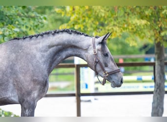 Zangersheide, Merrie, 3 Jaar, 161 cm, Schimmel