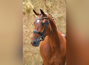 Zangersheide, Merrie, 3 Jaar, 162 cm, Bruin