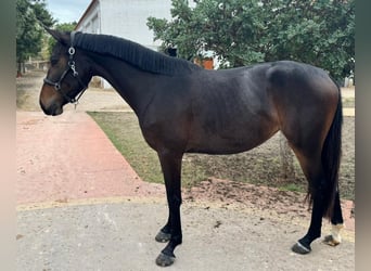 Zangersheide, Merrie, 3 Jaar, 162 cm, Bruin