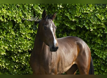 Zangersheide, Merrie, 3 Jaar, 162 cm, Bruin