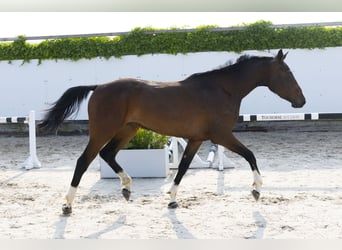Zangersheide, Merrie, 3 Jaar, 162 cm, Bruin