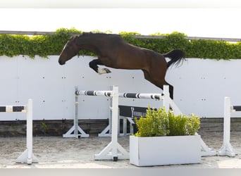 Zangersheide, Merrie, 3 Jaar, 162 cm, Bruin