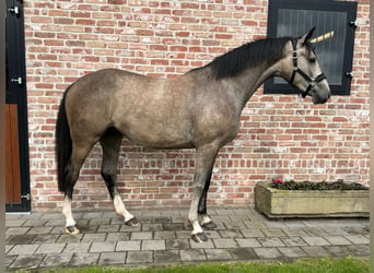 Zangersheide, Merrie, 3 Jaar, 162 cm, Schimmel