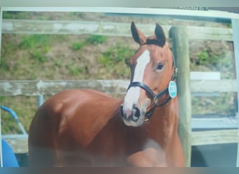 Zangersheide, Merrie, 3 Jaar, 162 cm, Vos