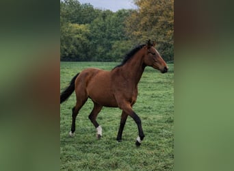 Zangersheide, Merrie, 3 Jaar, 163 cm, Bruin