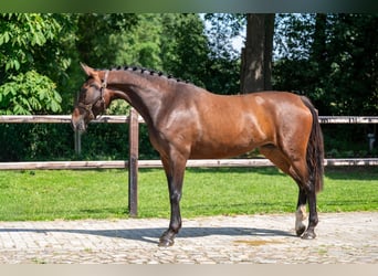 Zangersheide, Merrie, 3 Jaar, 163 cm, Bruin