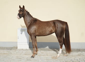 Zangersheide, Merrie, 3 Jaar, 163 cm, Donkere-vos