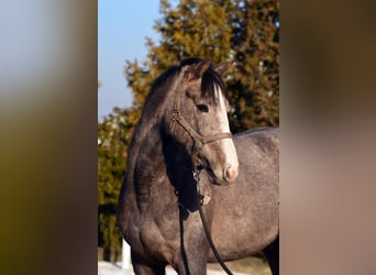 Zangersheide, Merrie, 3 Jaar, 163 cm, Schimmel