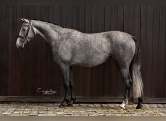 Zangersheide, Merrie, 3 Jaar, 163 cm, Schimmel