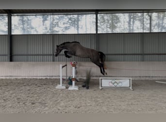 Zangersheide, Merrie, 3 Jaar, 163 cm, Schimmel
