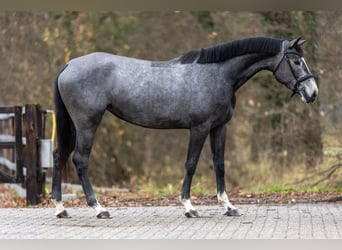 Zangersheide, Merrie, 3 Jaar, 163 cm, Schimmel