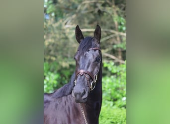 Zangersheide, Merrie, 3 Jaar, 163 cm, Zwartbruin