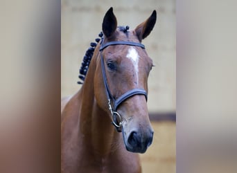 Zangersheide, Merrie, 3 Jaar, 164 cm, Bruin