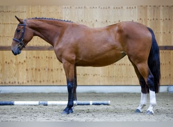 Zangersheide, Merrie, 3 Jaar, 164 cm, Bruin